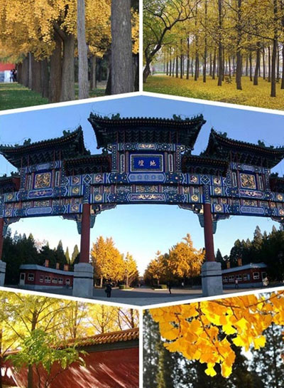 北京赏秋好去处：地坛公园银杏大道