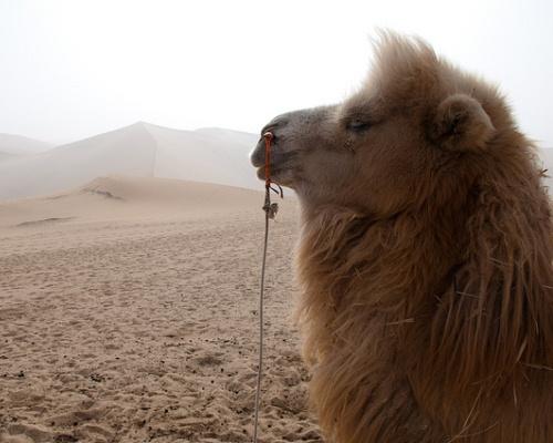 沙漠探险之旅：阿布达比酋长国