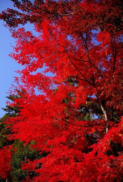 走进日本红叶之旅 慢赏“红叶狩”