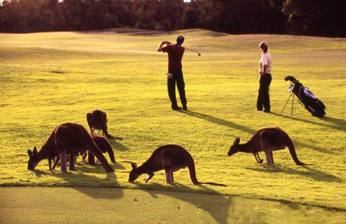 与袋鼠一起挥杆 西澳珀斯高尔夫魅力之旅
