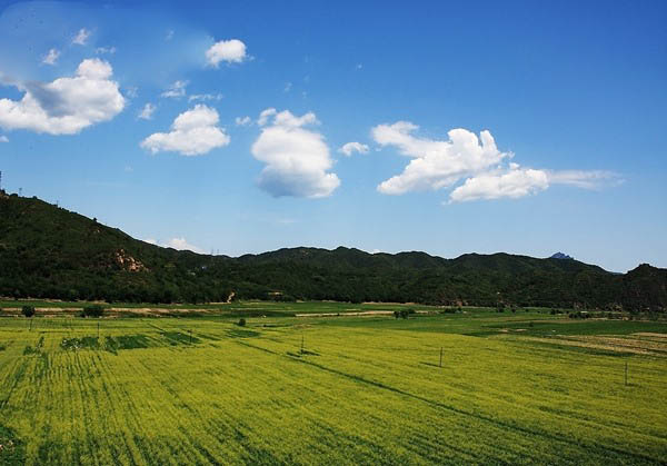 密云石城油菜花