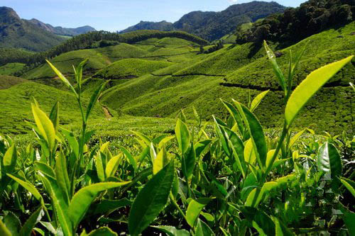 印度茶园圣地Munnar，云雾起时仙气最浓