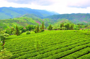 茶马古道从这里开始宁洱古城茶香浓