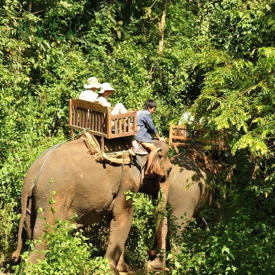快乐的家 探访老挝沙耶武里大象保护中心