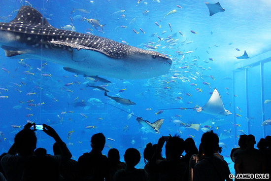 冲绳美之海水族馆 吸人眼球的水下世界