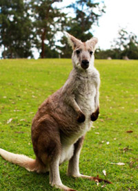 澳大利亚布里斯班 动物才是真正的主人