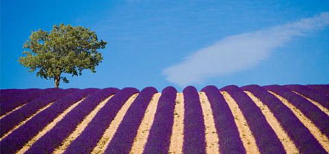【普罗旺斯】长沙“普罗旺斯”紫色花海一日游
