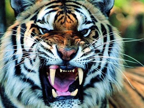 在印度拉贾斯坦邦看老虎