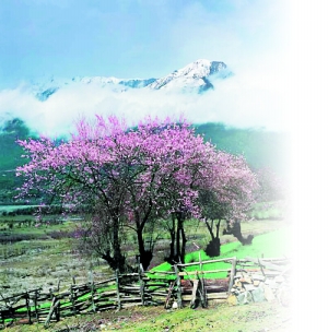 “塞上江南”西藏林芝 雪域桃花等你来