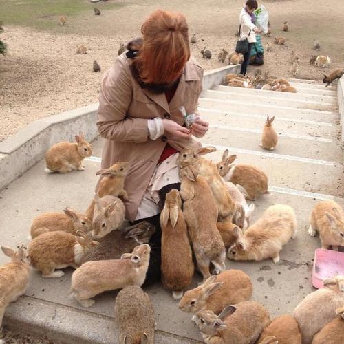萌到翻！日本大久野岛超级卡哇伊的兔子岛