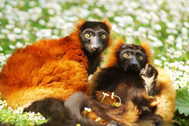 去马达加斯加领略野生狐猴的风采