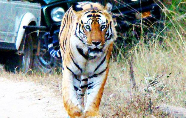 到印度旅游-去看老虎和豹子