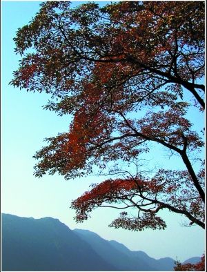 奇峰与美枫相得益彰