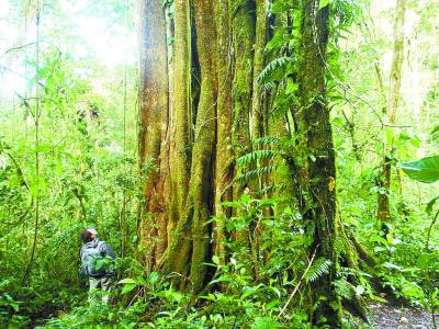 哥斯达黎加绿山 世间最棒的自然保护区