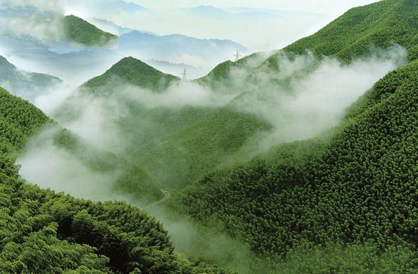 数茎幽玉色，晓夕翠烟分。杜牧《题刘秀才新竹》 摄影：大竹海 