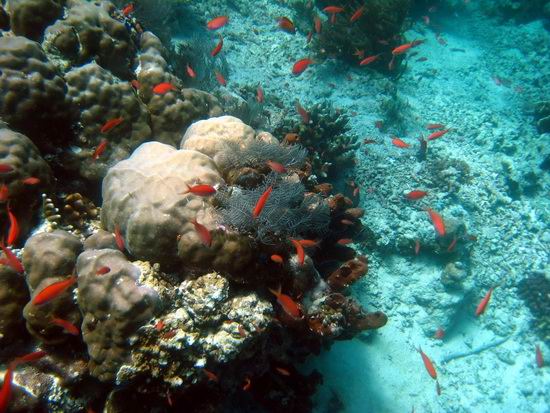 沙巴之旅行：亚庇加雅岛 领养珊瑚重归大海
