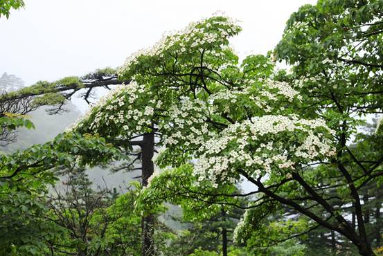 四照花：夏日黄山里的散花坞