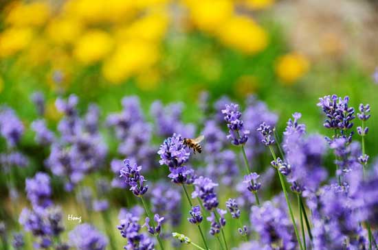 2012端午节 云峰山薰衣草寻香游玩指南