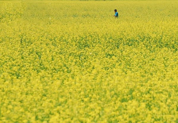 密云石城油菜花