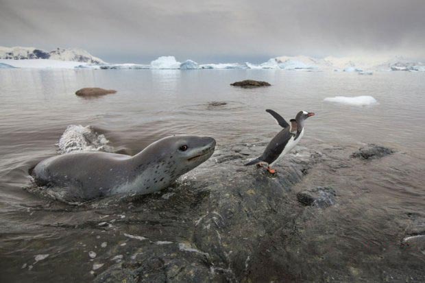 南极 海豹和企鹅上演冰水“追逐战”