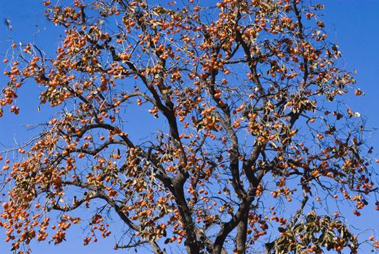 寻访五龙庙在乡间遇到的柿子树 摄影：空游无依