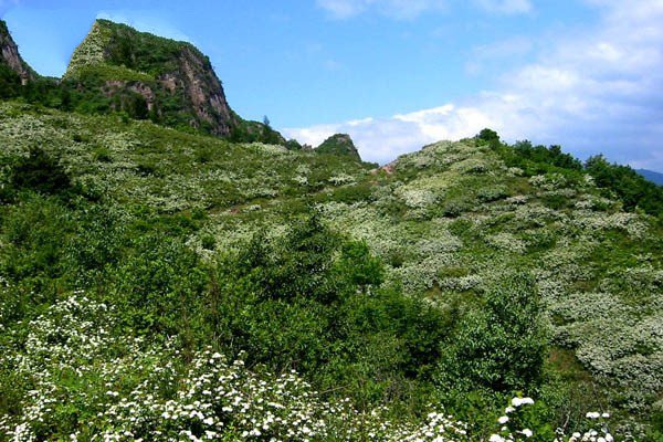 山花烂熳
