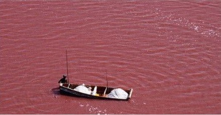 塞内加尔：草莓奶昔般的粉红之湖