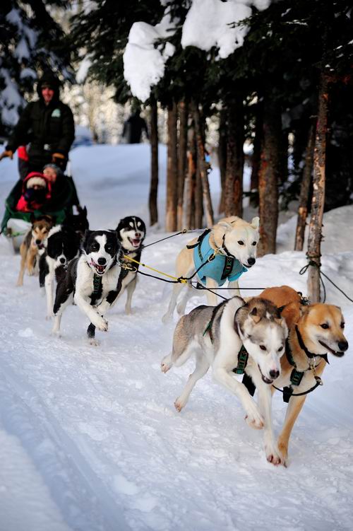 格陵兰岛的雪橇犬-苦寒地区人们的最爱