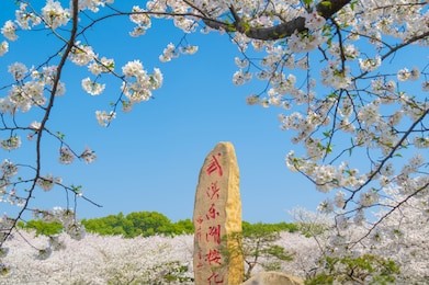 3月,樱花烂漫----武汉赏花行