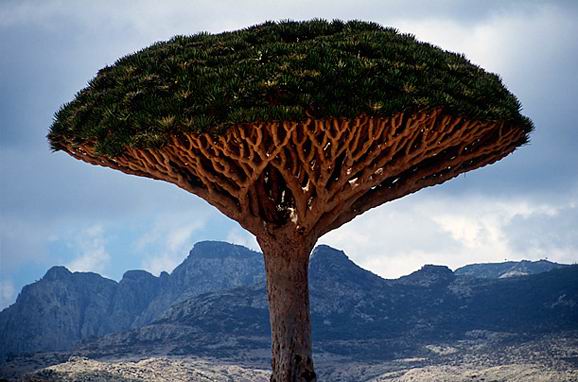 另类的异域之美 也门索科特拉小岛