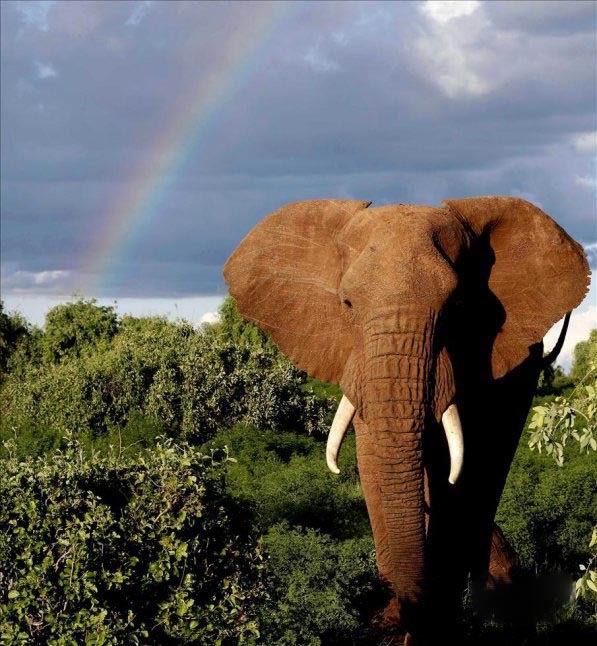 探访肯尼亚桑布鲁国家公园象群