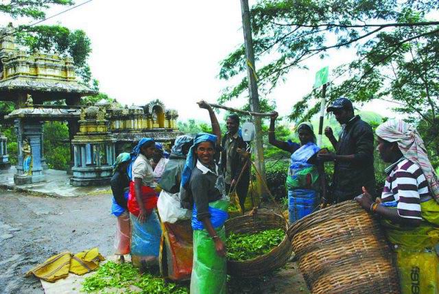 锡兰茶：斯里兰卡之宝 殖民者引入茶叶