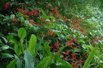 深秋登台北四兽山眺101大厦赏步道秋花