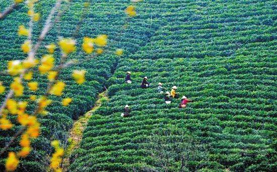 名茶信阳毛尖茶山碧绿，景色不输江南