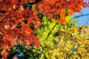 东北的秋天，层层叠叠的各色植被，在阳光下闪烁着迷离的光彩。