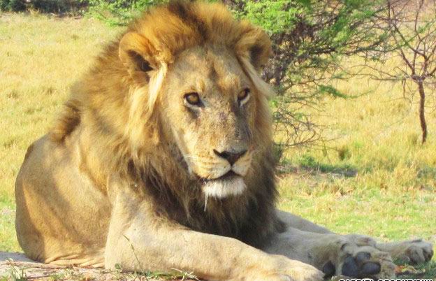到非洲旅游-去博茨瓦纳看狮子